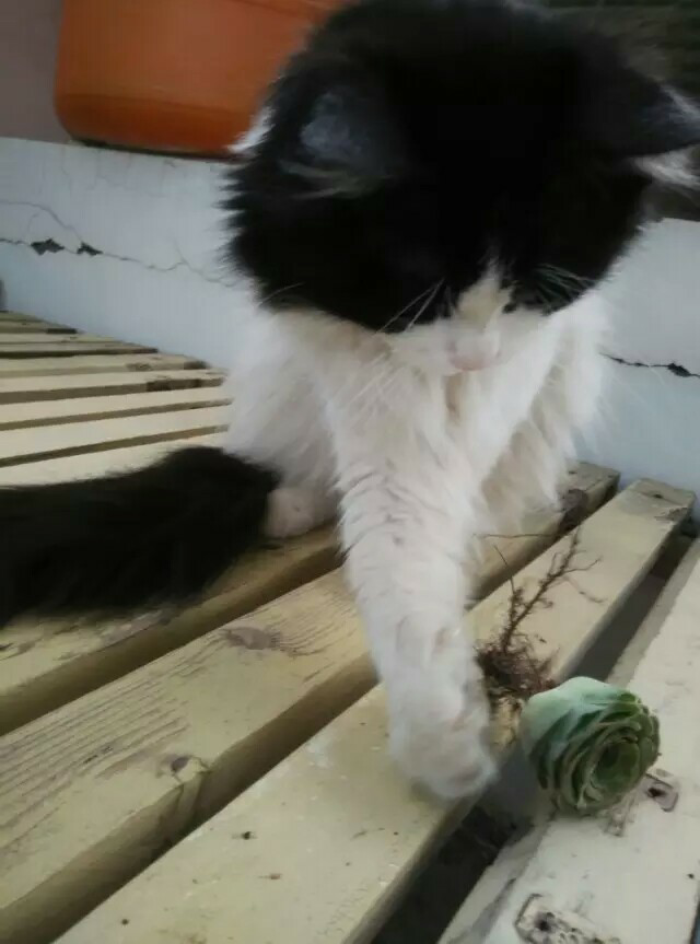 有没有知友又养猫又养多肉的 知乎 有没有知友又养猫又养多肉的 知乎
