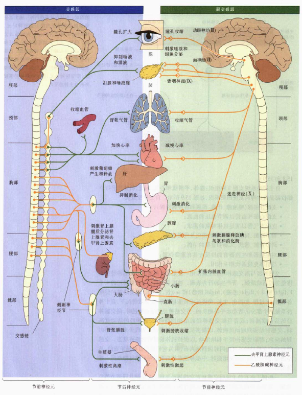 膀胱充胀感觉引起排尿反射的传入纤维在盆神经中,传导膀胱痛觉的纤维