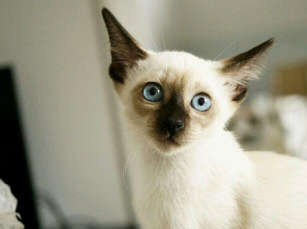有没有知友又养猫又养多肉的 知乎