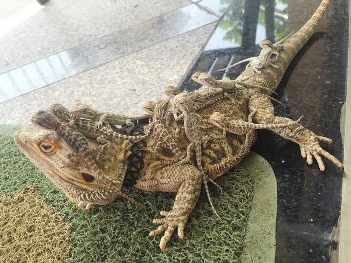 有人养蜥蜴么?介绍一下经验和感想?
