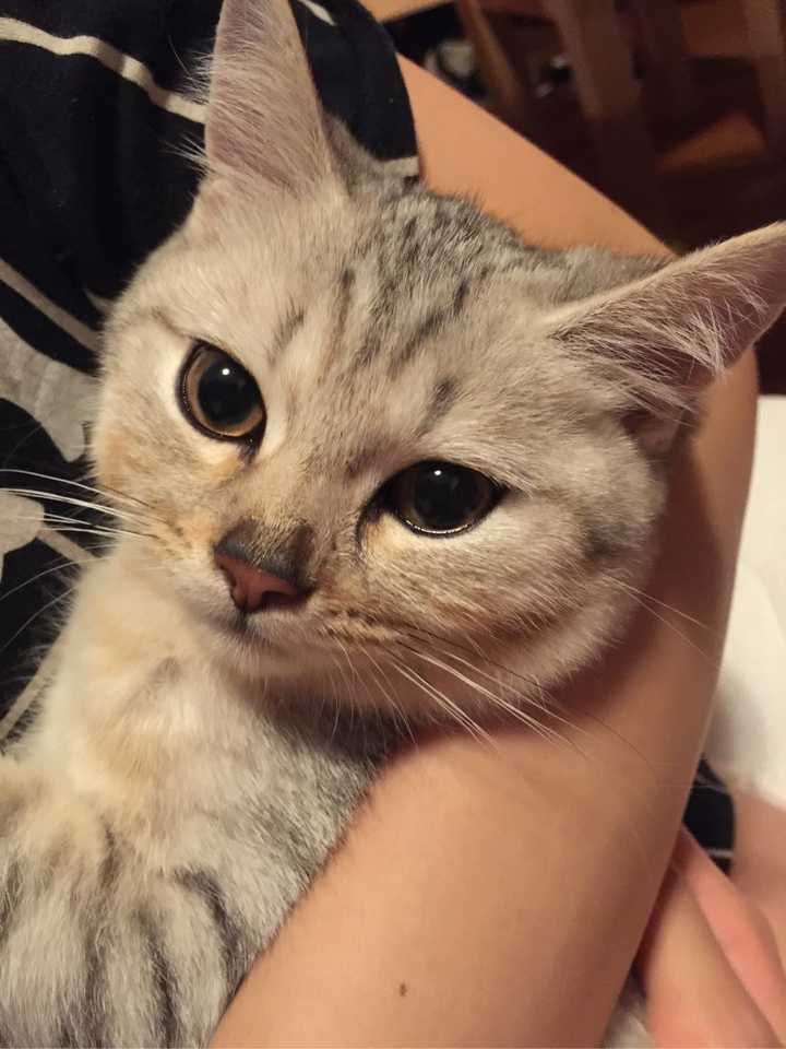 猫猫突然呼吸急促,鼻头最近有点黑是怎么了?