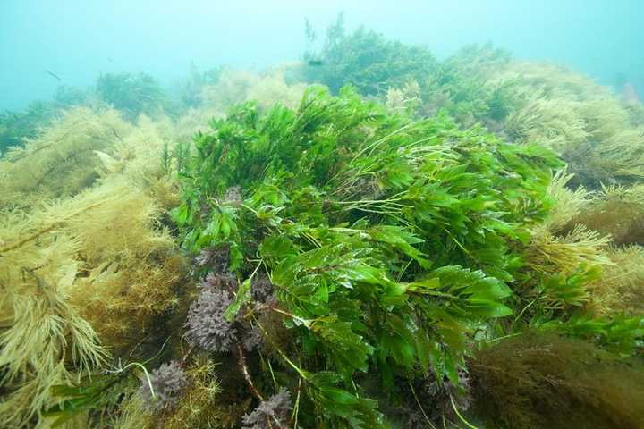 兩種分佈於澳大利亞溫帶和塔斯馬尼亞海域,水錶水媒,可能有時水下水媒