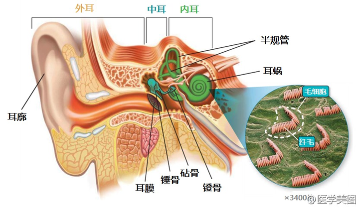 耳朵解剖结构图,来自新浪微博医学美图