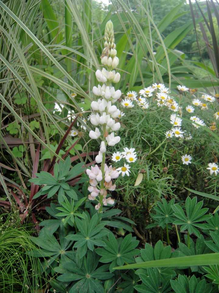 有哪些音译词让你察觉不到是音译的 知乎用户的回答 知乎