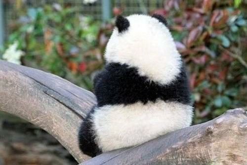 你有哪些收藏来反复看的大熊猫 (giant panda) 的图片?