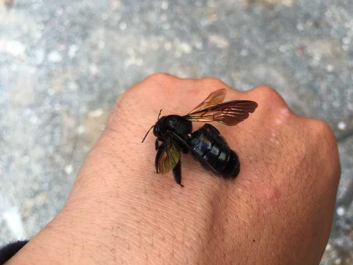 喜欢昆虫的男生有哪里不对吗 知乎