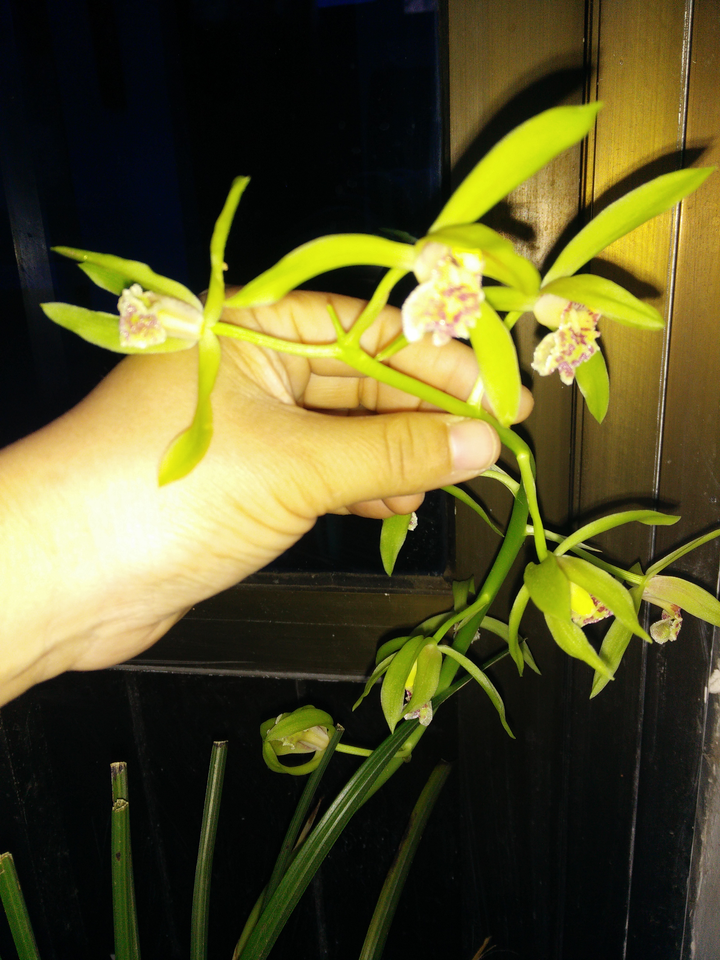 同事从山上挖来的,种了一个月,要开花了,请问这是什么兰,怎么养才好?