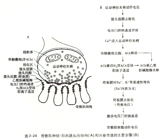 肌松药为什么只能松弛骨骼肌而不能松弛平滑肌或心肌? - 知乎