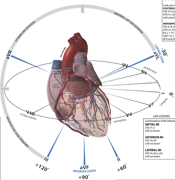 心电图的各个导联就像探头一样从各个方位来观察电活动的方向,快慢