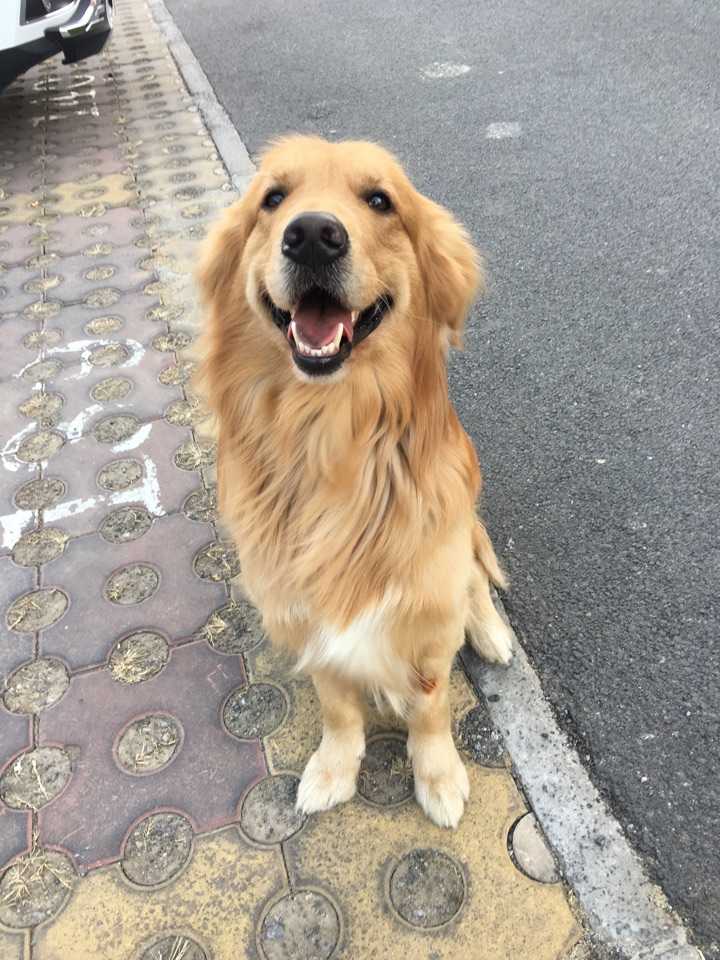 2016年4月14日更新 我想顺便给露狗相个亲,找个女朋友啥的,都快三岁