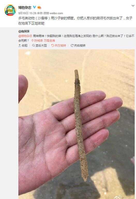 挖好深也挖不到底～又像是长粗来的～是什么生物?