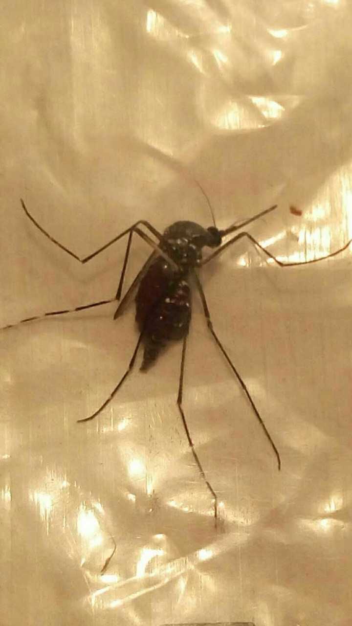 虐待蚊子都有什么奇技淫巧?