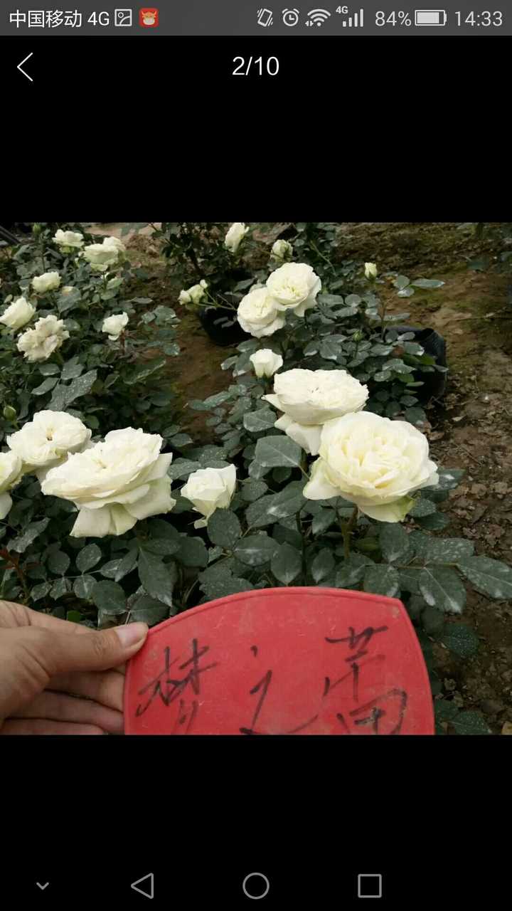 月季 玫瑰 蔷薇有何区别 知乎 月季 玫瑰 蔷薇有何区别 知乎