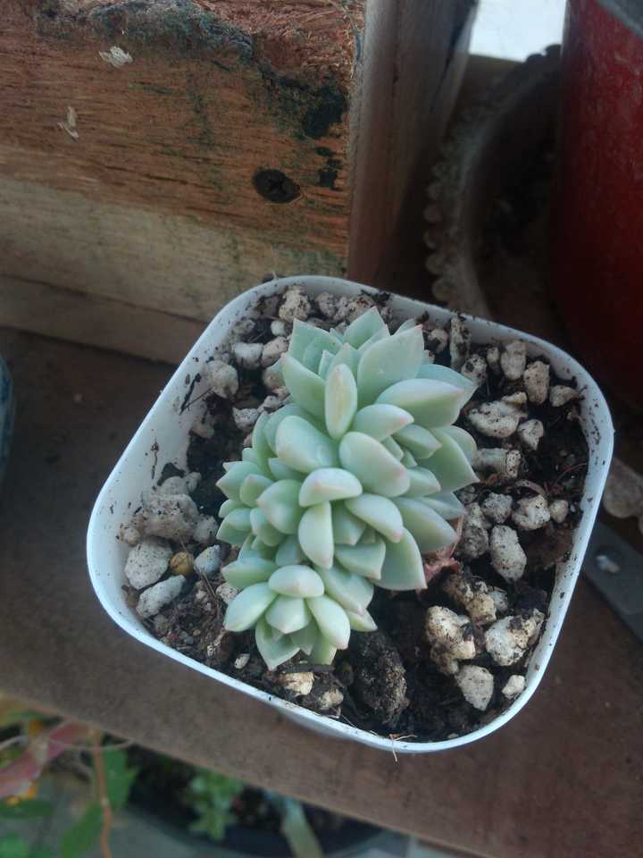 如何让多肉植物发生缀化?以白牡丹为例!
