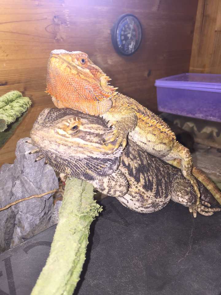 有人养蜥蜴么?介绍一下经验和感想?