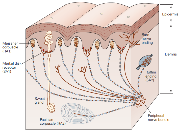 编辑/ 在皮肤上触感是由四种感受器 探测皮肤形变实现的