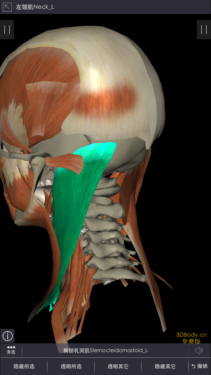 起于项韧带下半部,止于颈七到胸四棘