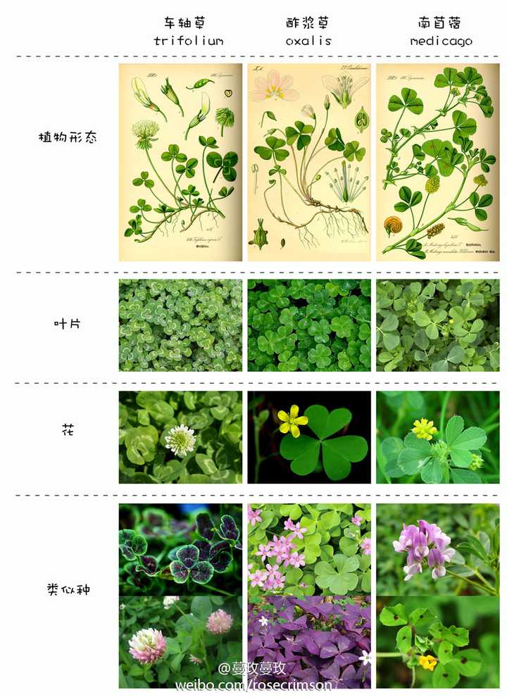 三叶草 四叶草 苜蓿草 酢浆草是什么关系 知乎