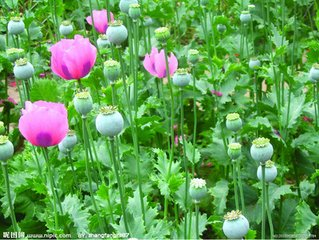 常见的花的花语是什么 知乎