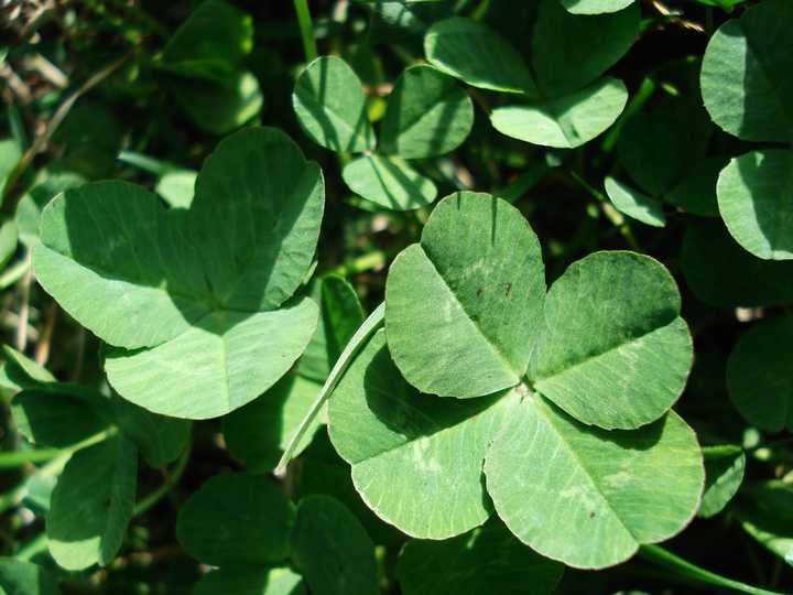 英语 Clover 到底是四叶草还是三叶草 知乎