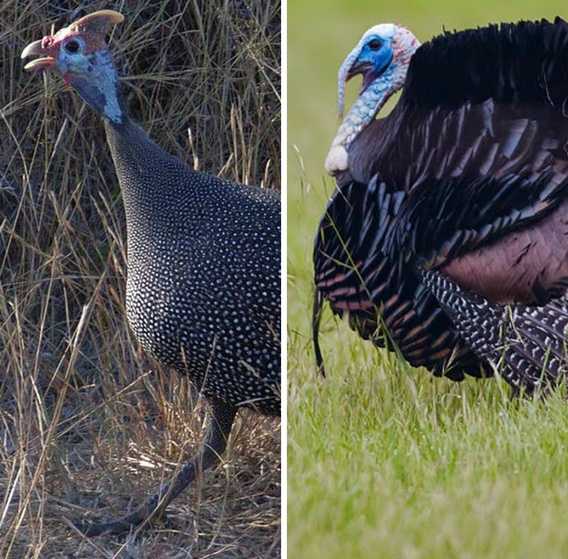 为什么土耳其和火鸡都是 turkey？ - 知乎