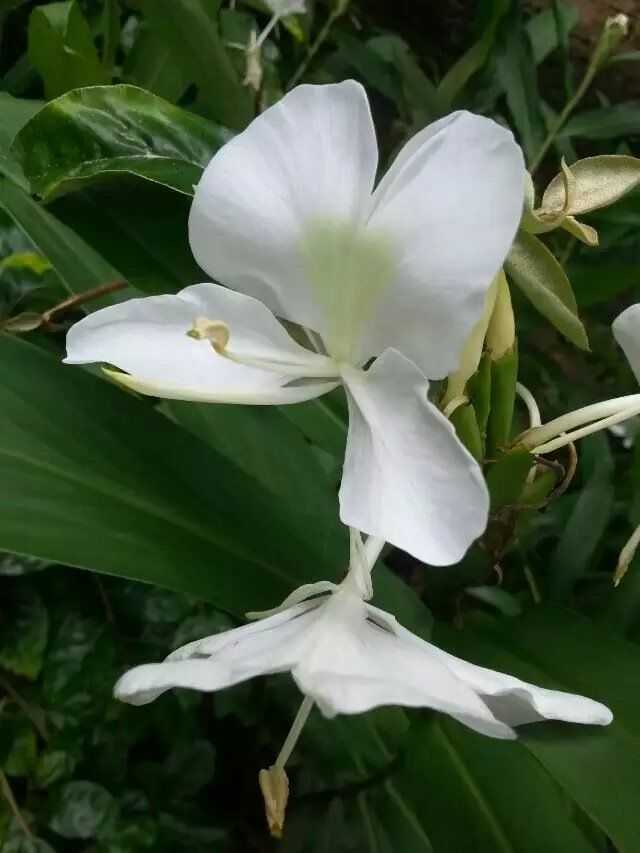 哪些花比较好吃 知乎 哪些花比较好吃 知乎