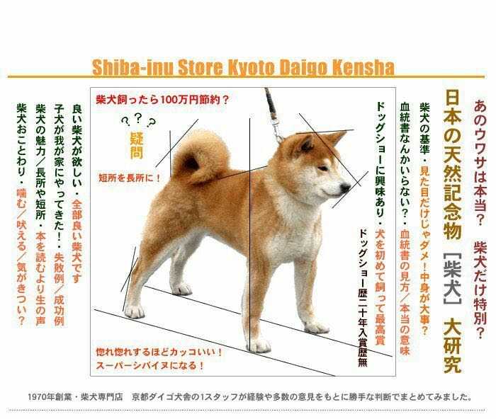 中华田园犬 柴犬和秋田犬的区别是什么 知乎 中华田园犬 柴犬和秋田犬的区别是什么 知乎