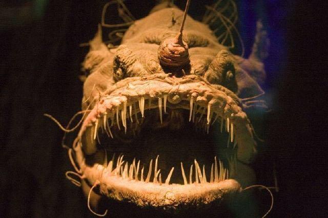 迄今为止知道的最丑最鬼畜的深海生物是什么?