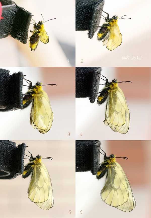 蛹羽化为蝶时真的不能受到外界帮助吗 它的生物学原理是什么 知乎