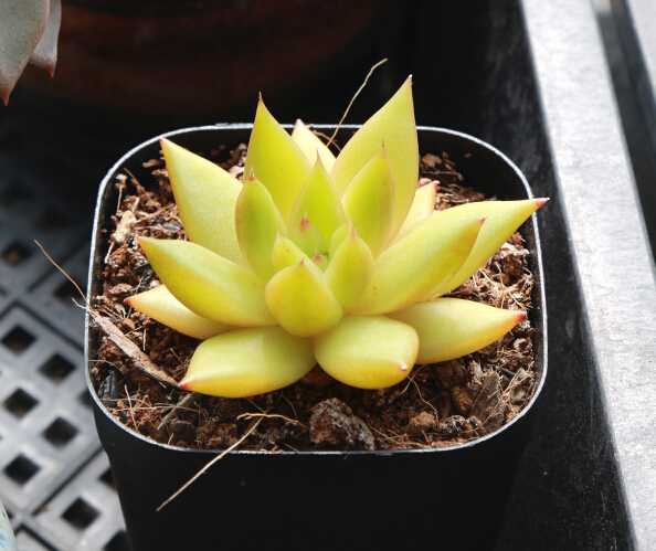 多肉植物应该怎么浇水?