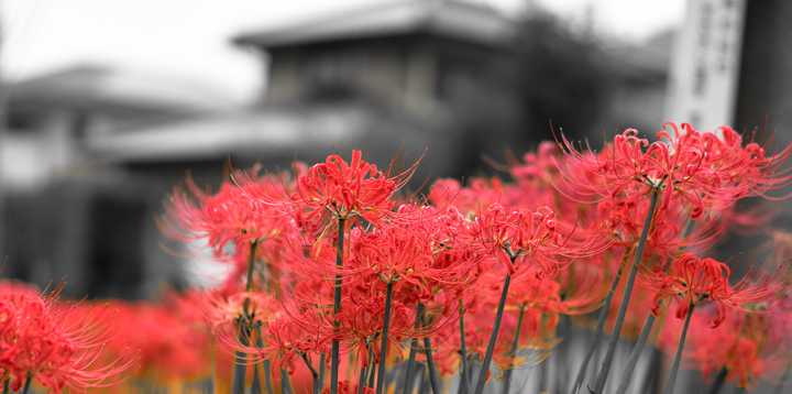 去桦崎八幡宫 缘之空中叉依姬神社的原型 圣地巡礼是怎样一种体验 知乎