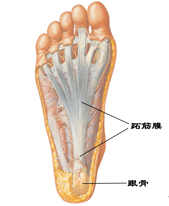 足底筋膜炎怎么治疗 有哪些好方法 知乎