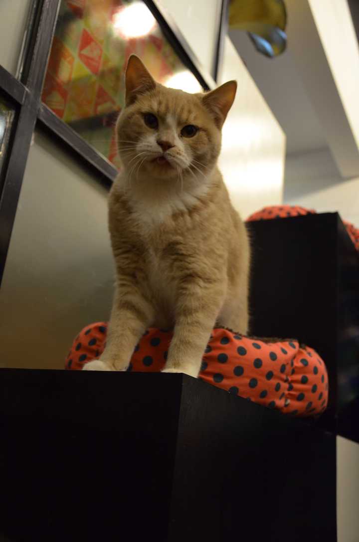 英短黄胖子奶黄包