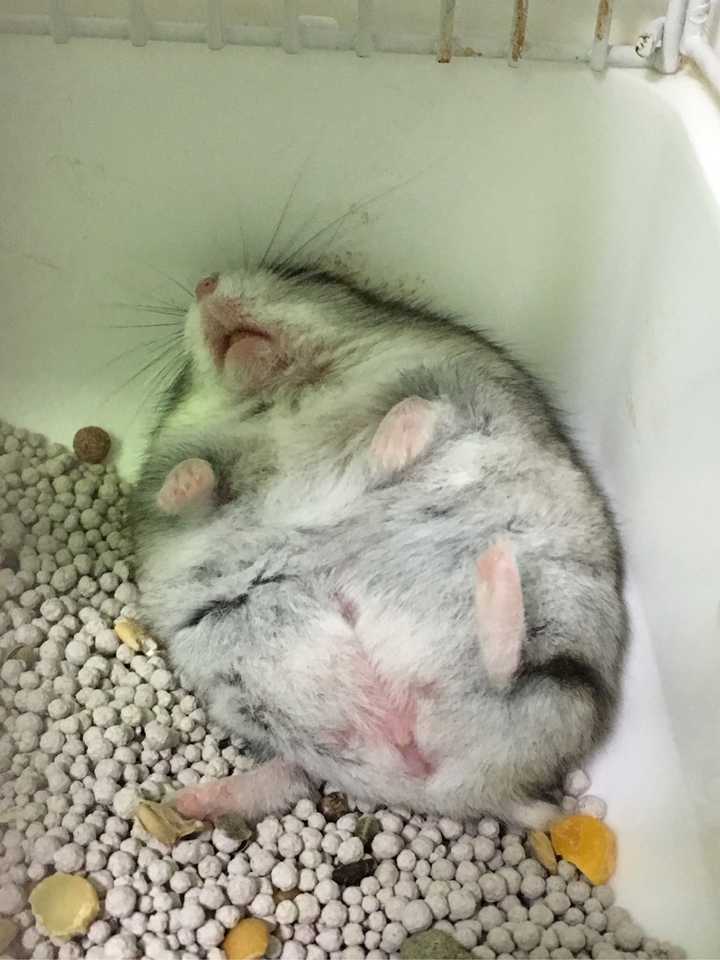 仓鼠冬眠姿势图片