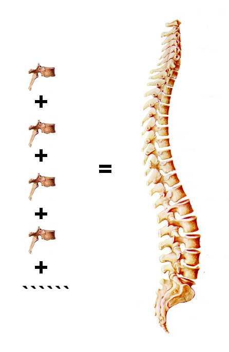 脊髓 脊髓读音 脊髓损伤