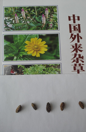 目前中国有哪些有代表性的入侵植物 知乎