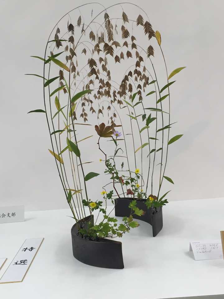 不同花瓶应该如何插花 知乎 不同花瓶应该如何插花 知乎