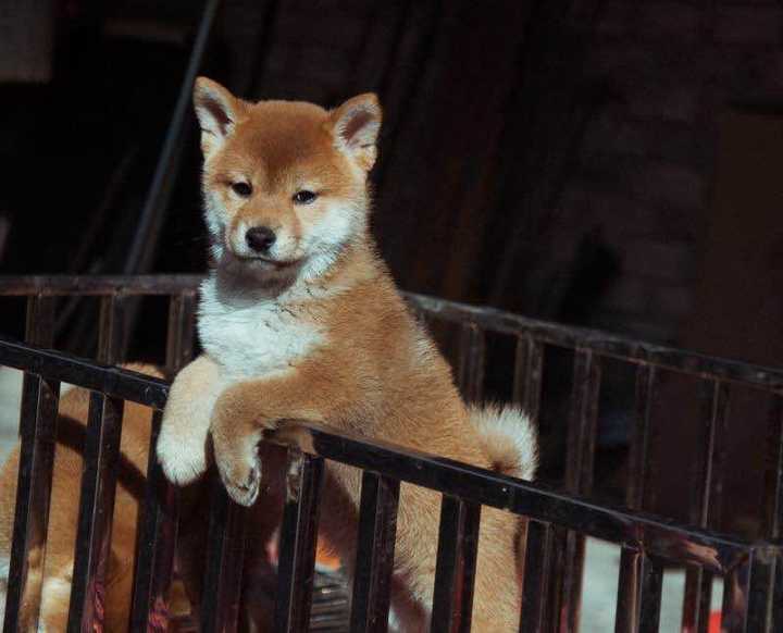 中华田园犬 柴犬和秋田犬的区别是什么 知乎 中华田园犬 柴犬和秋田犬的区别是什么 知乎