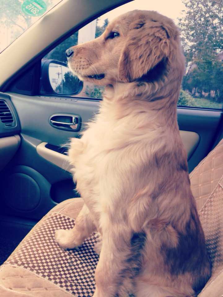 为什么狗坐车的时候都喜欢把头探出窗外?