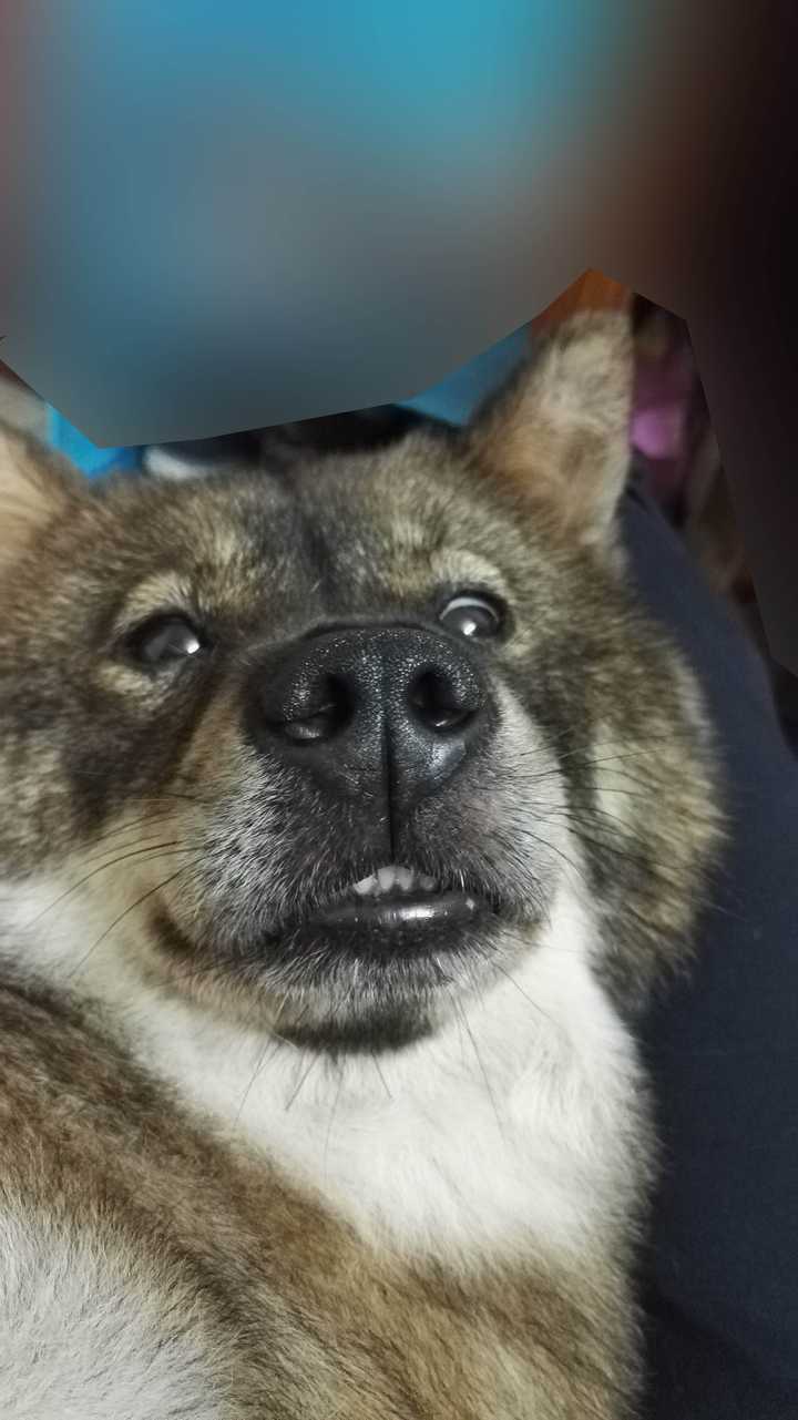 多人喜欢,,那再爆一张小的合照,,,,刚拍的,,瞅瞅泰迪那迷离的小眼神