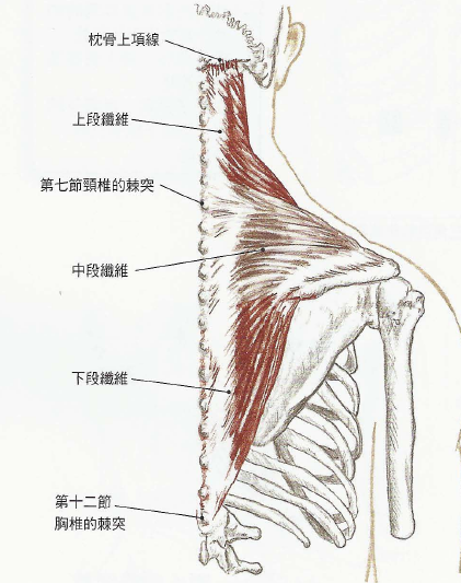斜方肌下束图片