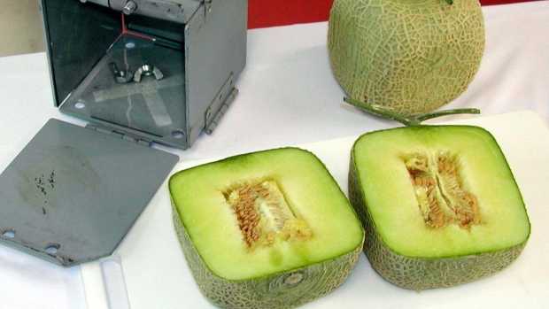 天然水果有没有方形的?如果自然存在的没有,为什么?