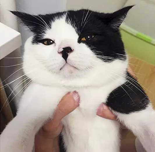 有没有知友又养猫又养多肉的 知乎 有没有知友又养猫又养多肉的 知乎