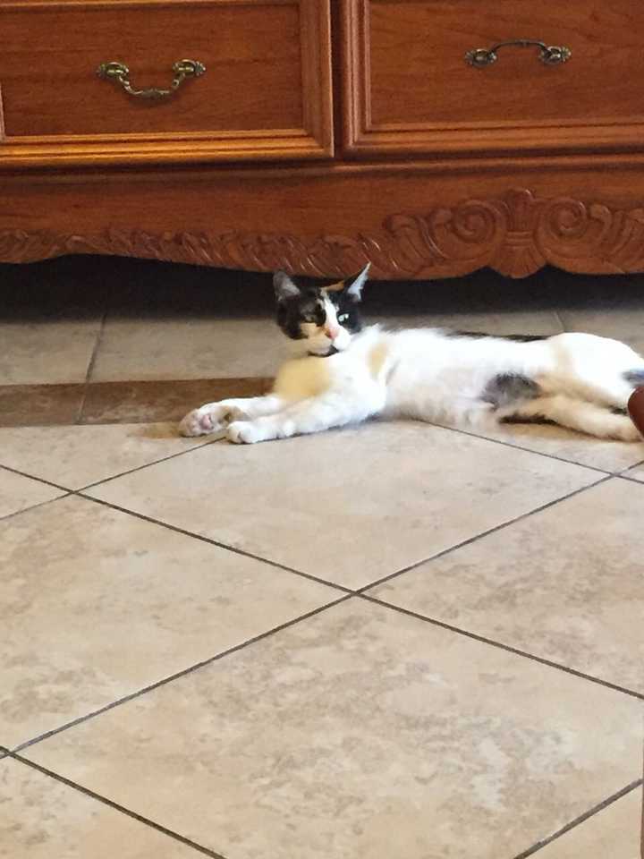 失联24小时的猫还会回来吗 知乎 失联24小时的猫还会回来吗 知乎