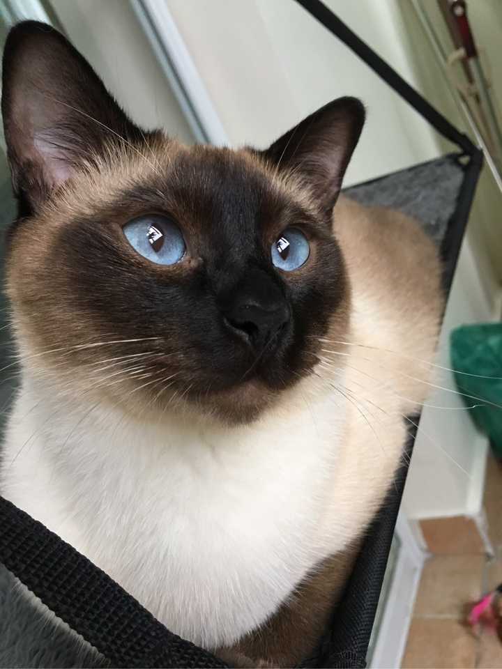 暹罗猫越长越黑,是什么原因?