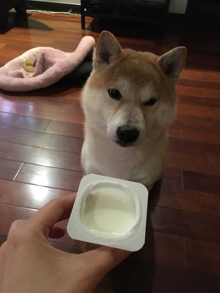 养柴犬是种怎样的体验 知乎