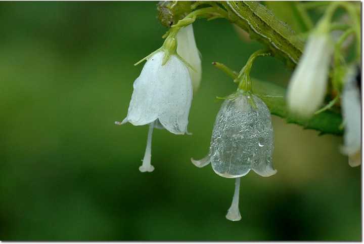 日本山荷叶 在淋雨之后花瓣变成透明的 是真的吗 知乎 日本山荷叶 在淋雨之后花瓣变成透明的 是真的吗 知乎
