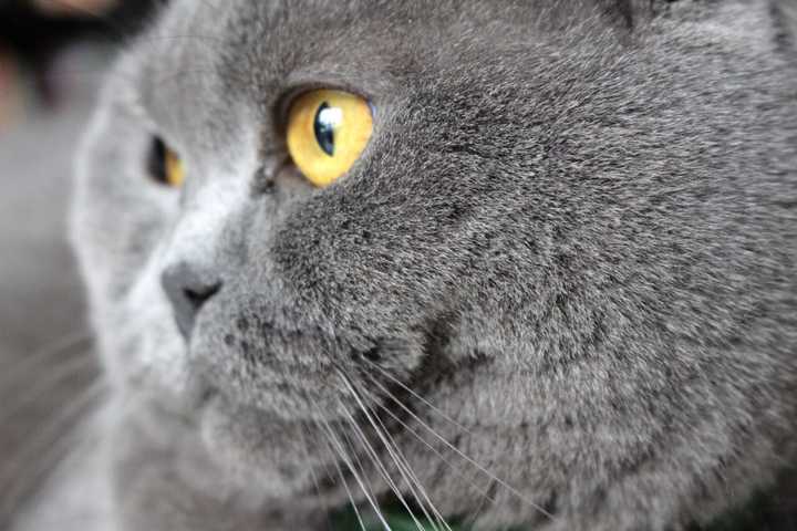 养一只猫每月花费多少 知乎 养一只猫每月花费多少 知乎