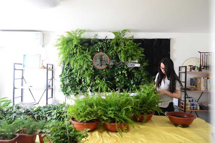 如何在墙上种出一片花园 知乎 如何在墙上种出一片花园 知乎