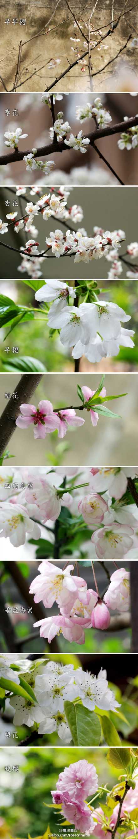 杏花多为白色或粉色 为什么要说 一枝红杏出墙来 知乎 杏花多为白色或粉色 为什么要说 一枝红杏出墙来 知乎